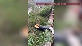 2男子骑摩托不慎坠崖被藤蔓缠住动弹不得，15名路过工人合力救起，公司回应