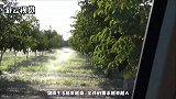 核桃为啥越来越便宜？听新疆的人说后，一切都明白了