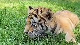 因为太小，老虎常常忘记自己是个食肉动物，吃草吃的不亦乐乎！