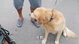 被卖金毛看见主人离开，狂燥乱窜，挣扎，呼救，一鞭下去立马安静