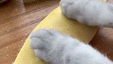 猫王：柚子皮还能吃？会做饭的猫