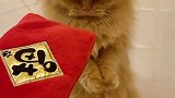小猫咪过年讨红包技能，你学会了吗！#萌宠成精了