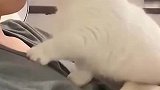 这么会撒娇的小猫，莫非就是猫型剃须刀
