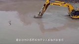 实拍鳄鱼大战挖掘机，鳄鱼以为自己很牛，结果悲剧了