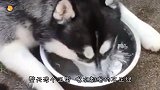 哈士奇一屁股坐在喷泉泉眼上，喷水的瞬间，二哈一脸的懵逼
