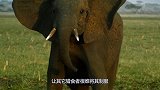 陆地坦克速战！大象对战犀牛的惨烈，6秒后的镜头让人着实没想到