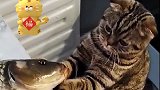 道“猫”岸然