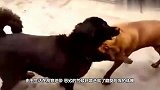 藏獒王在树下休息，4只野狼将它包围，这下有好戏看了