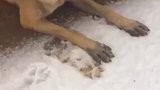 虎子是车的守护神吗，下这么大雪晚上也不嫌冷