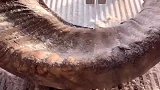 师傅用牛角制作勺子，真是涨见识了