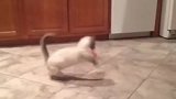 这只猫咪真大，直接跑到了桌子上面，这是有什么吃的吗
