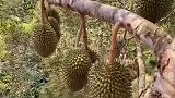 这是榴莲炮弹，这谁敢接啊