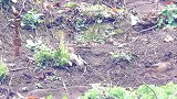 追拍白颊噪鹛土画眉寻食，土画眉叫声，附近有竹鸡叫声