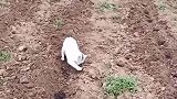 百亩地消耗一只小猫咪