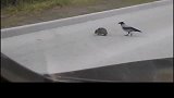 小动物的感动瞬间！乌鸦帮助公路上的小刺猬过马路