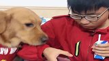 金毛豆豆想吃酸奶主人不给，嫌弃我？那就离家出走！有脾气的狗狗
