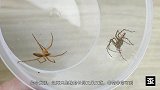 呆萌呆萌的蜘蛛！长了一副驴脸？