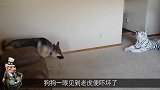 主人买了只玩具老虎,狗子看到后却吓坏了,镜头拍下搞笑瞬间