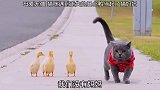 一群鸭子走丢了，结果猫咪当起了鸭子的父亲