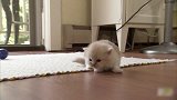 猫咪圆圆的身子搭上小短腿，简直是太萌了，好喜欢呀！