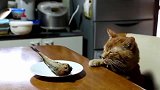 猫咪躺主人旁边假装睡觉，伸爪偷走盘子的鱼，演技堪比奥斯卡影帝