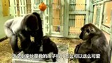 高冷猩猩遇上捣蛋儿子，这搞笑的互动，和人类的父爱无异