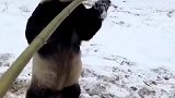 给国宝大熊锻炼下，这憨憨的样太喜欢了