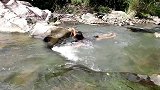 荒野美食：黄貂鱼巧妇野外石板烤熟，感觉味道还不错