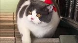 猫咪脸上“戴口罩”，一只迷失自我的喵！