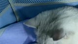 猫咪妹妹生娃了，猫咪看它的孩子懵圈了，一动不动的