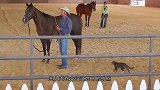 猫咪正在吃罐头，结果被海鸥一口叼走了，镜头拍下爆笑瞬间！