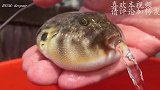 小伙趁河豚鼓起时，插一根烟进去，结果可把它害惨了