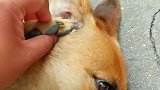 狗子：快放开我的狗爪，我才不要接电话！