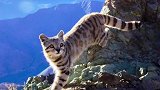 安第斯山猫，又美又萌又可爱的高山小野猫