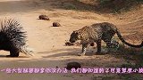豹子对豪猪穷追不舍，终于忍不住咬了一口，结果豹子悲剧了