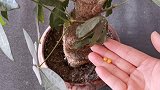 一把它丢花盆，不管养啥花，效果太厉害了，学到就是赚到！