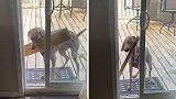 加拿大宠物狗尝试将一块木板带进家门 多次失败沮丧嚎叫