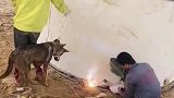 奇葩的操作，狗子看电焊
