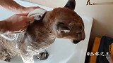男子帮大猫洗澡，每天与这家伙在一起，真害怕他见不到明天太阳！