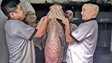 杭州西湖捞出1.6米长122斤“鱼王” 一片鳞片7厘米