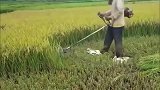 佩服农民智慧，简易的剪草机工具，却用来当简易水稻收割机