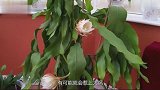 男子野外采到“青蛙花”，交给专家鉴定后，专家吃监狱盒饭吧！