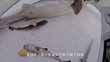 雄海马怎么生孩子？挺着大肚子疯狂抽搐，下一秒小海马就被喷出