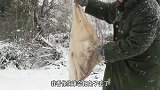 零下15度，两只小奶狗被遗弃在雪地里，哀嚎和惊恐使全身发抖