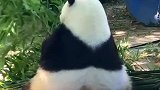 这大熊猫的屁股也太大了吧，哈哈！