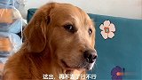 主人把金毛骗到医院做检查，回到家后，金毛闷闷不乐，真是戏精