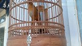 老山毛画眉鸟，羽色滑亮，叫声清脆，这只鸟不错