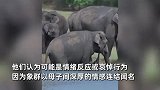 小象不幸去世，母象不舍抛下尸体拖拽3天