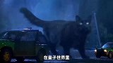 真的存在既死又活的猫吗？薛定谔的猫！