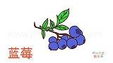 水果简笔画大全，画刚成熟的蓝莓简笔画